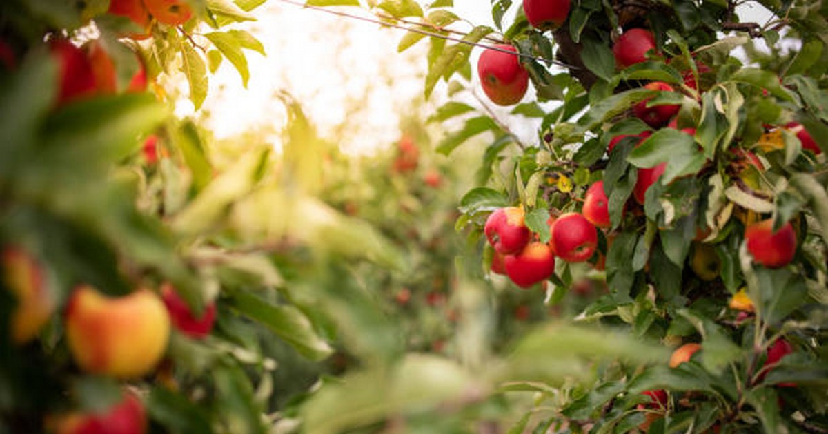 Arbres fruitiers dans les parcs
