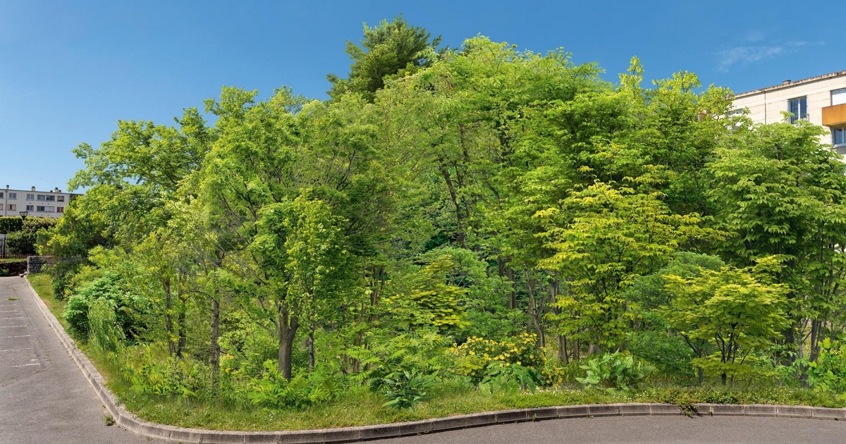Micro-forêt urbaine place Viarme
